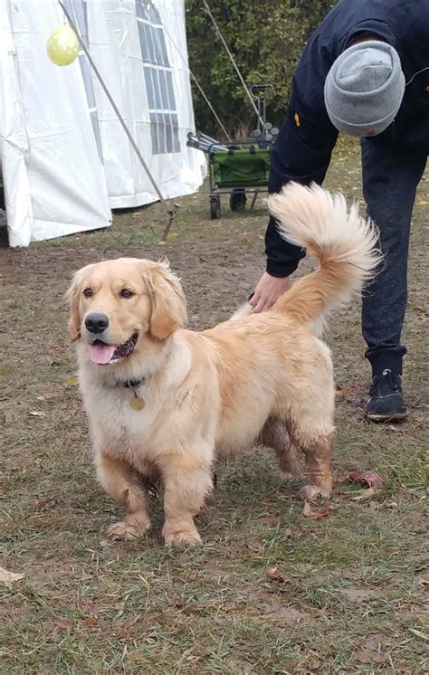  Dwarfism does occur in Golden Retrievers, …